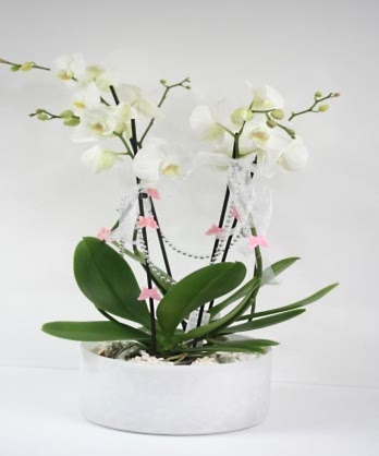İki Dallı Zarif Orkide