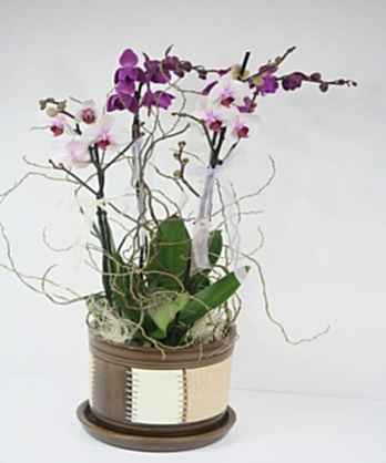 Orkide Bahçesi Orkide Bahçesi