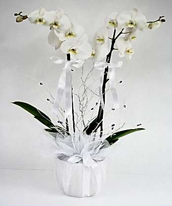 Summer Love Beyaz Orkide