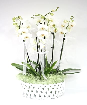 Zarif Orkide bahçesi