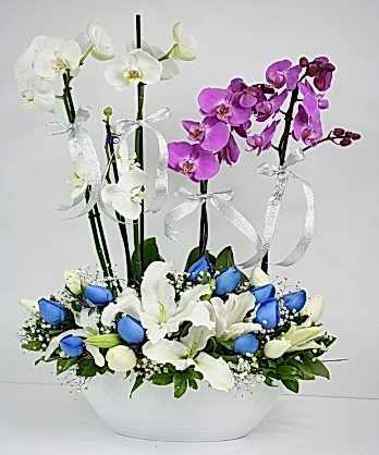 Muhteşem Orkide Tasarım