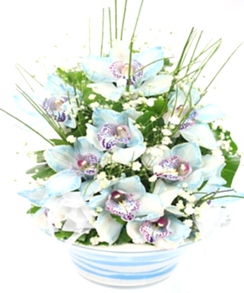 Cam Kase Mavi Orkideler