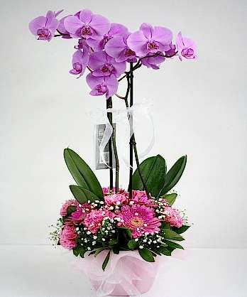 Pembe Orkide Aranjman Pembe Orkide Aranjman