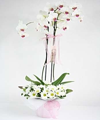 Beyaz Orkide Aranjman