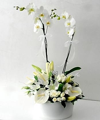 Zarif Beyaz Kuğu Orkide