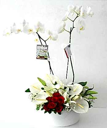 Zarif Kuğu Kırmızı Güller