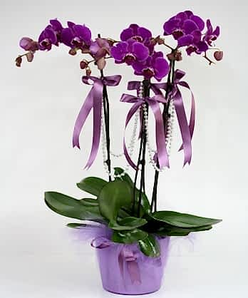 Üç Dallı Mor Orkide