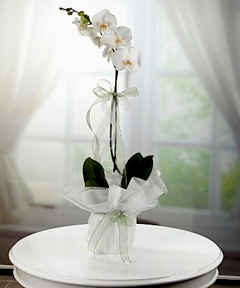 Tek Dallı Beyaz Orkide