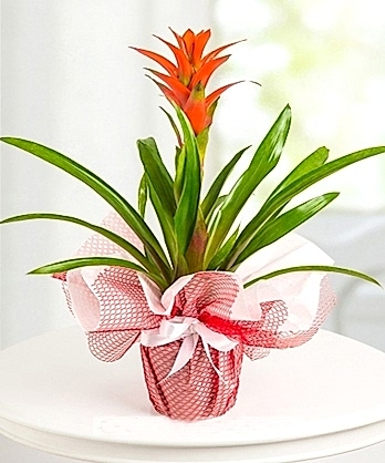 Guzmania Bitkisi