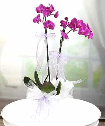 İki Dallı Mor Orkide