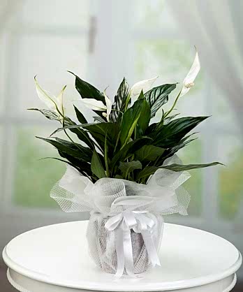 Barış Çiçeği Spatifilyum