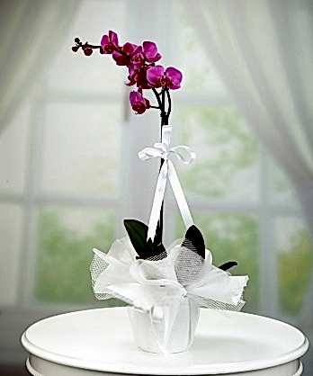 Tek Dallı Mor Orkide