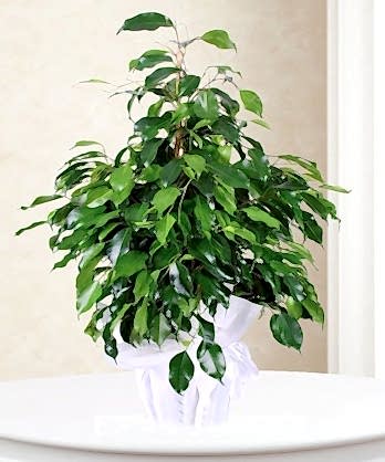 Orta Boy Benjamin Bitkisi