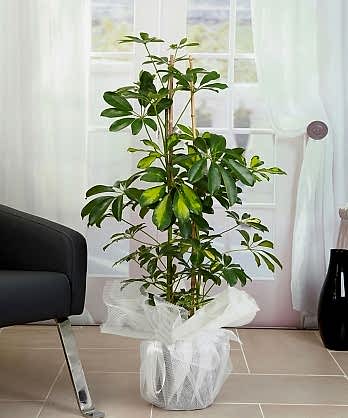 Schefflera Bitkisi