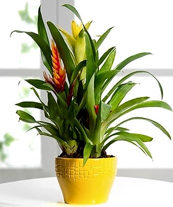 Guzmania Viresia