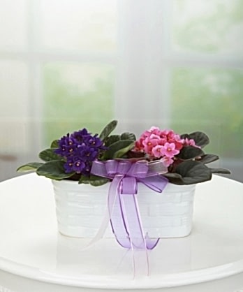 Mor Pembe Menekşe Sepeti