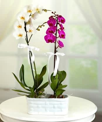 İki Dallı Mor Beyaz Orkideler