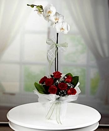 Beyaz Orkide Kırmızı Güller