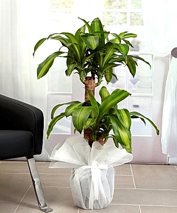 İkili Dracana Masengena