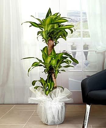 Üçlü Drecana Masengena