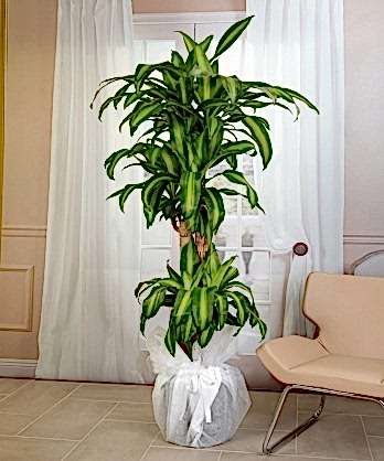 Dörtlü Dracana Masengena