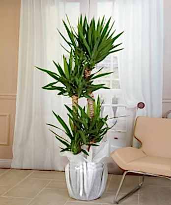 Dörtlü Yuka Bitkisi