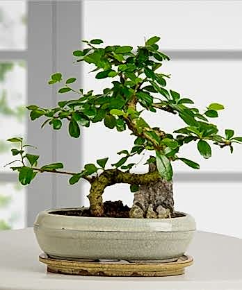 Zelkova Bonzai Ağaç