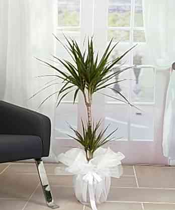 İkili Marginata Bitkisi