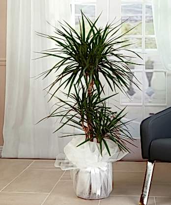 Üçlü Marginata Bitkisi