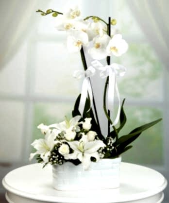 Beyaz Orkide Lilyum Güller