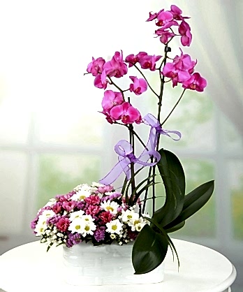 Pembe Orkideler Papatyalar