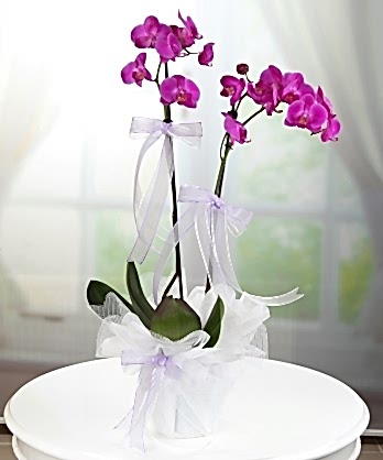İki Dallı Mor Orkideler