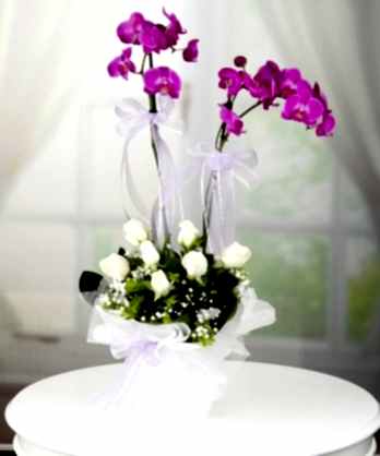 İkili Mor Orkide Beyaz Güller