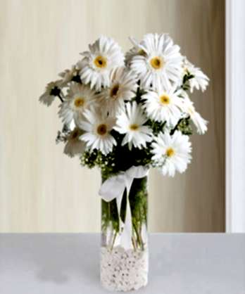 Silindir Camda Beyaz Gerbera