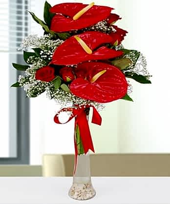 Antoryum Gül Aşkı