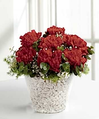 Cam Küre Karanfiller