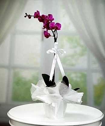 Tek Dallı Mor Orkide