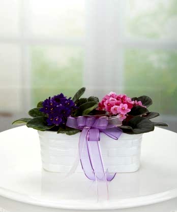 Mor Pembe Menekşe Sepeti Mor Pembe Menekşe Sepeti