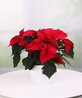 Ponsetya Bitkisi Ponsetya Bitkisi