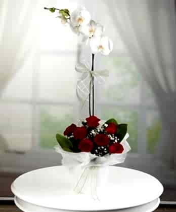 Beyaz Orkide Kırmızı Güller