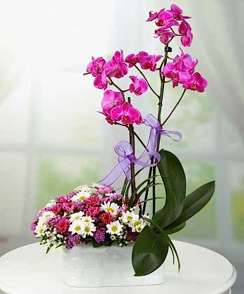 Pembe Orkideler Papatyalar