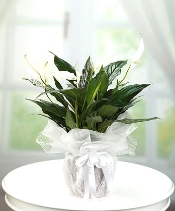 Barış Çiçeği Spatifilyum