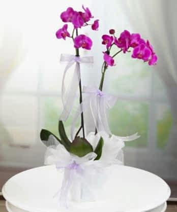 İki Dallı Mor Orkideler