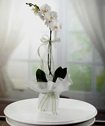 Tek Dallı Beyaz Orkide