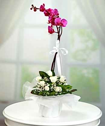 Mor Orkide Beyaz Güller