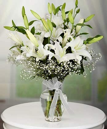 Zarif Beyaz Kuğular