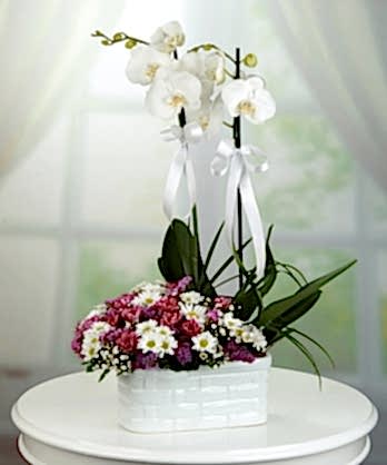 Beyaz Orkideler Papatyalar