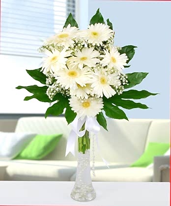 Beyaz Gerbera Çiçekleri