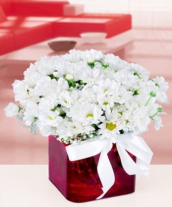 Asetat Vazoda Papatyalar