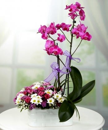 Pembe Orkideler Papatyalar